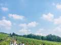 Tiroler Weinwandern in Wien