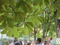 16. Sommerfest des Club Tirol